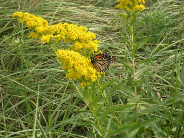 monarch butterfly, goldenrod, plant, flower