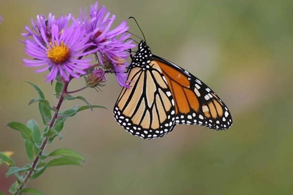 monarch butterfly, England, aster
