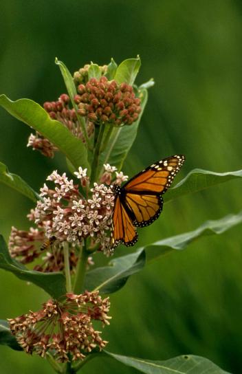 onage, monarch sommerfugl, danaus plexippus