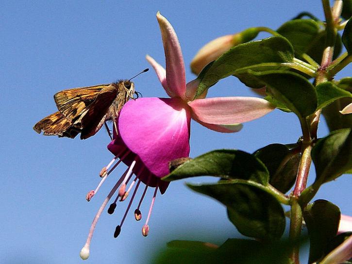 moth, fuchsia, flower