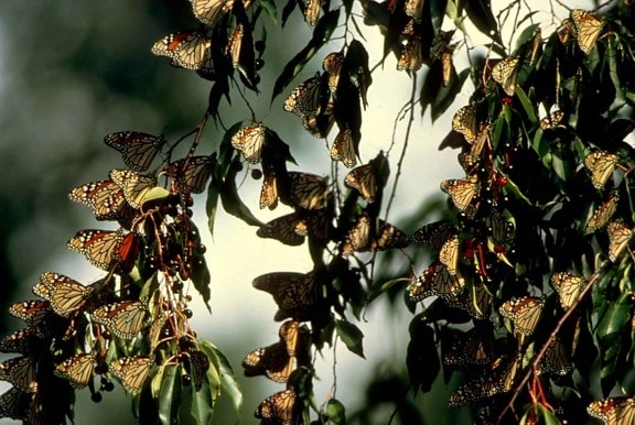 numerous, butterflies, sitting, branch, leaves