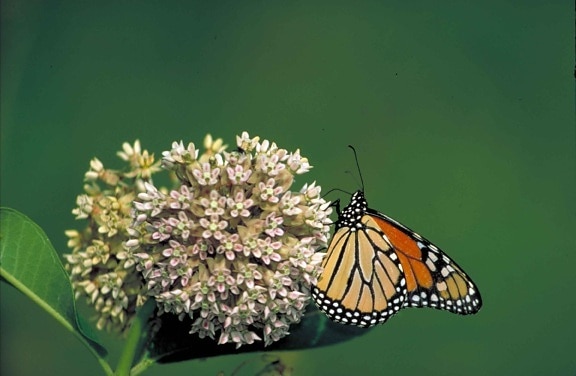 orange, tan, black and white, butterfly, sitting, pink, bloom