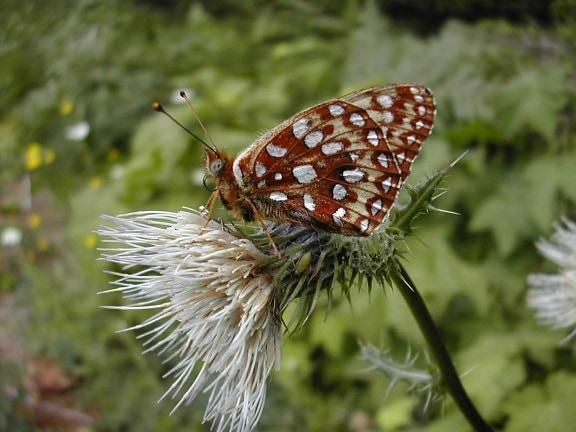 Oregon, silverspot, fjäril, hotade, specie