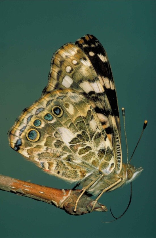 maľované lady butterfly, vanessa, cárovi
