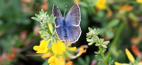 Палос Вердес, синій, Метелик, Комаха, glaucopsyche lygdamus palosverdesensis