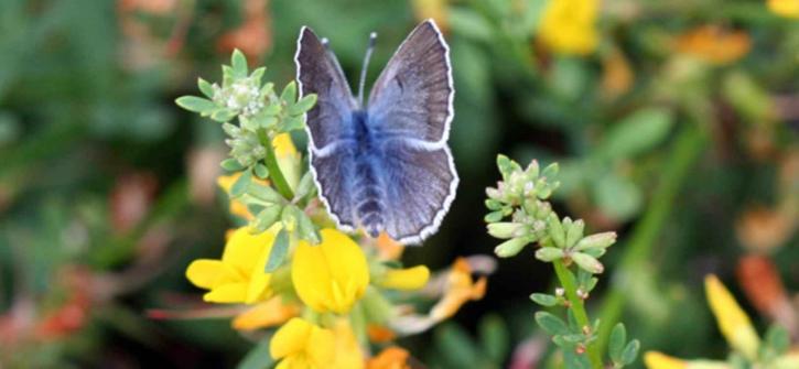 Palos verdes, blue, motýľ, hmyzu, glaucopsyche lygdamus palosverdesensis