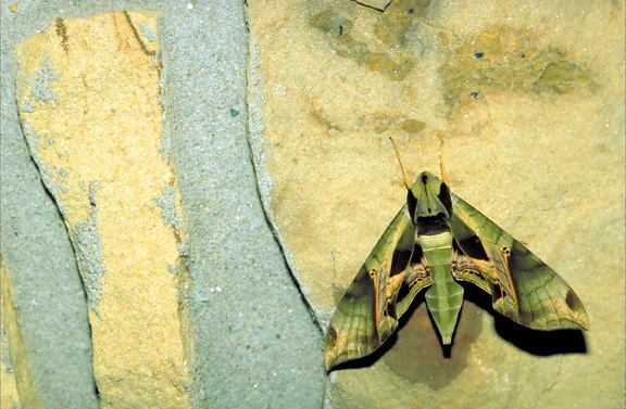 pandora sphinx, camoflage, colored, moth, sitting, stone