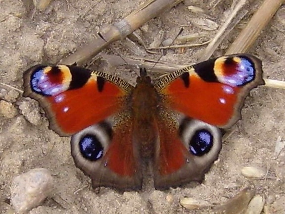 peacock, butterfly, dryadula phaetusa