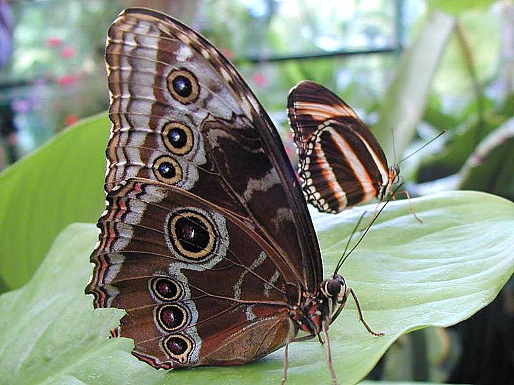 Появилась дома бабочка. Коричневая бабочка. Бабочки коричневого цвета. Бабочка настоящая. Домашние бабочки.