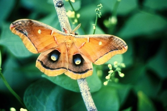 polyphemus, moth, hmyzu