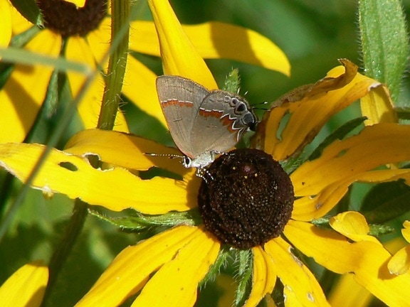 red, banded, hairstreak, butterfly, calycopis, cecrops