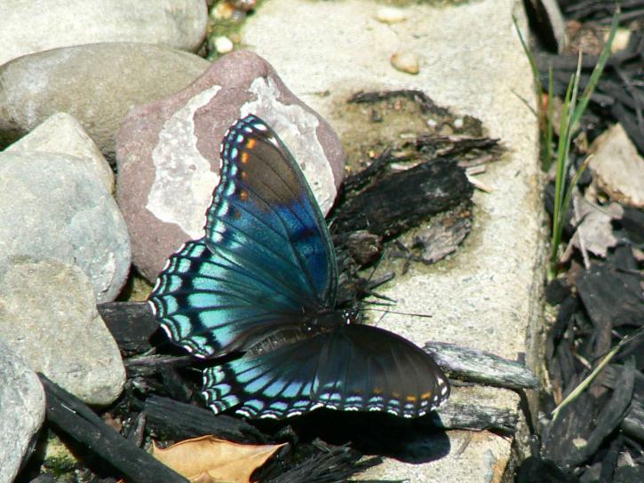 red, spotted, purple, butterfly, limenitis, arthemis