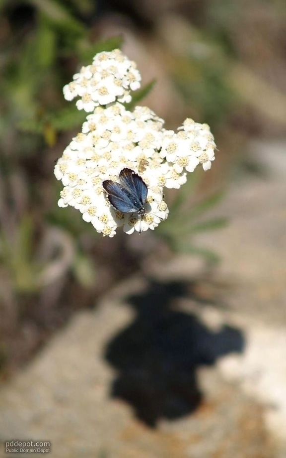 mały, Motyl, kwiat