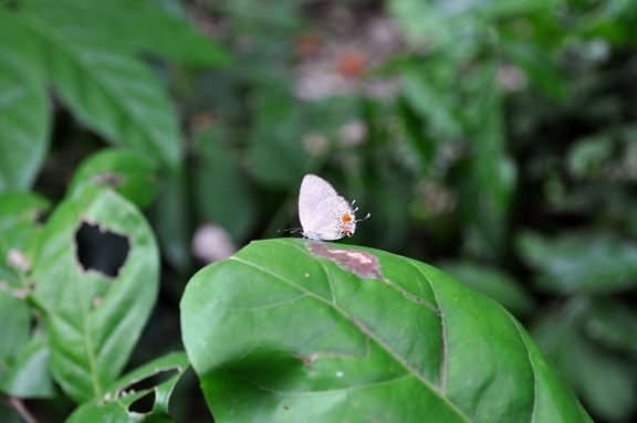 kleine, weiße, Schmetterling, groß, grünes Blatt