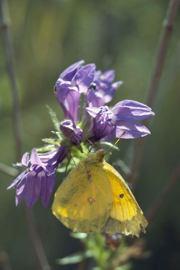 sulphur, yellow, butterfly, insect, colias philodice