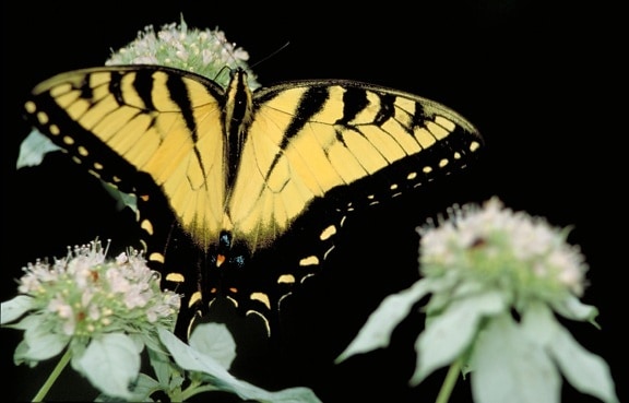 swallowtail butterfly, insect