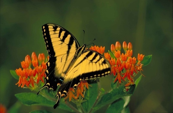 black, striped, yellow, tiger swallowtail butterfly, pterourus, glaucus, sitting, orange, blossom