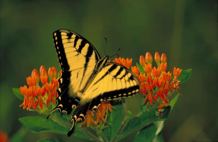 sort, stribet, gul, tiger swallowtail butterfly, pterourus, Glaukos, siddende, orange, blossom