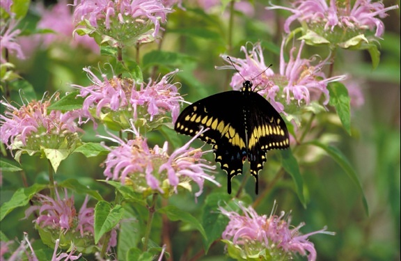 czarny, swallowtail