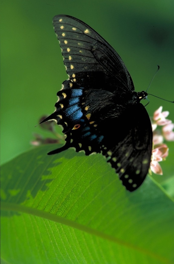 чорний, swallowtail, дикий, бергамоту