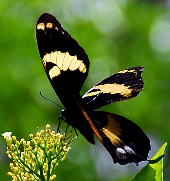 Jamaïque, grand, machaon papillon, insecte
