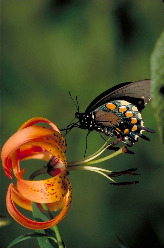 orange, yellow, spotted, black, pipevine, swallowtail butterfly, insect, battus, philenor