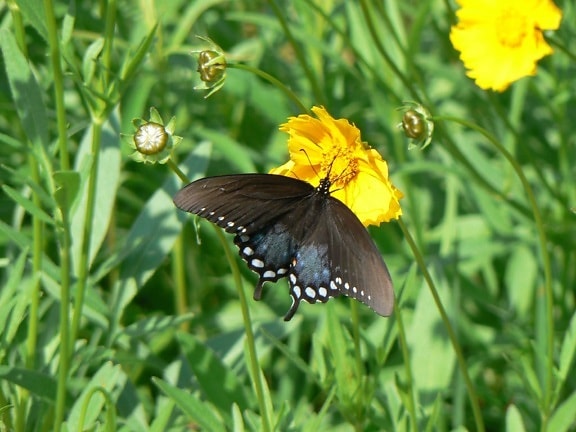 arbusto, mariposa cola de golondrina, Papilio, troilus, flor