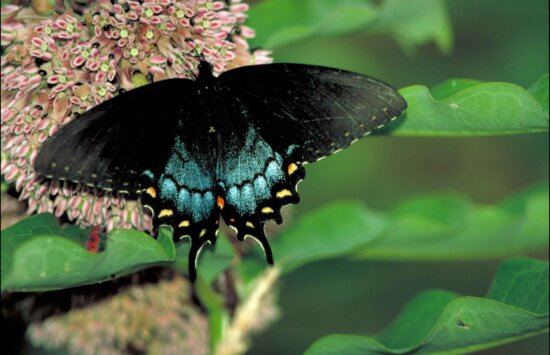 swallowtail, чорний, Метелик, жовтий, помаранчевий, крапки, неон синій