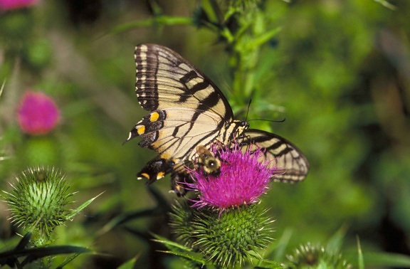 mariposa cola de golondrina, abeja, cardo