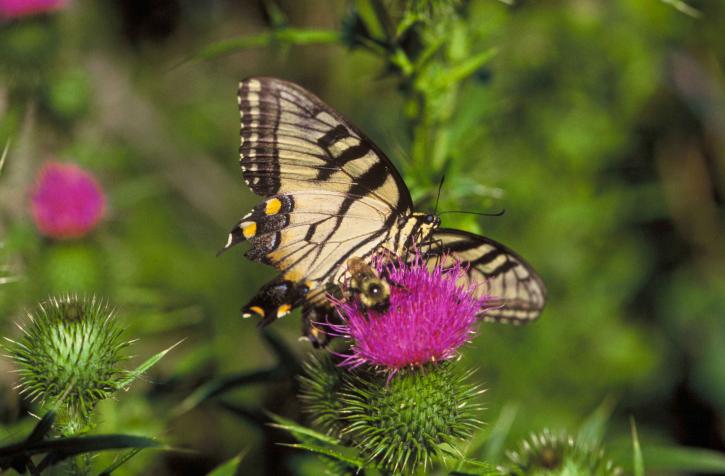 swallowtail butterfly, bee, thistle