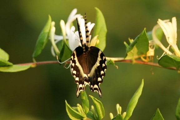 Бабочка Махаон, огни, цветок, нектар, жизнь