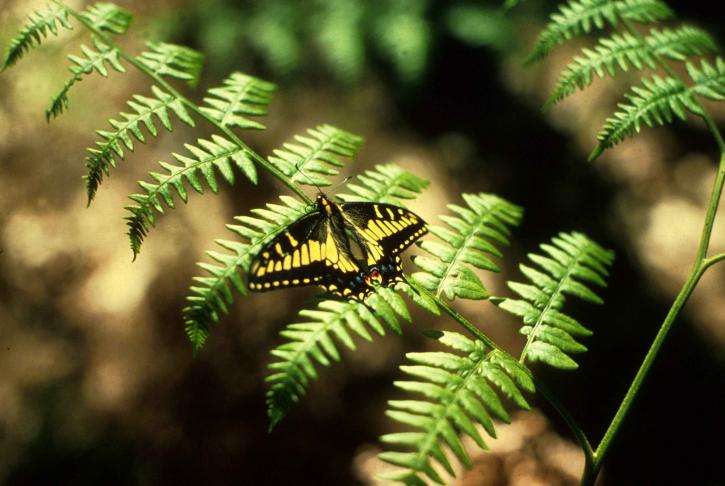 borboleta rabo de andorinha, samambaia, planta