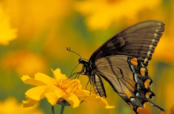 Tiger ovocný Motýľ, hmyzu, up-blízko, žlté kvety