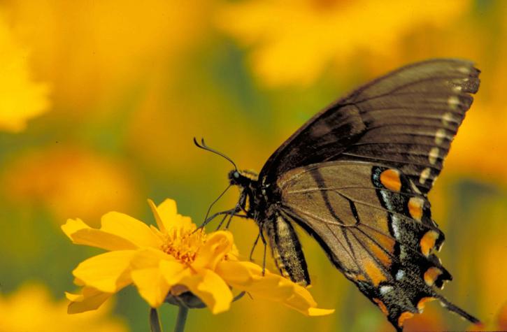 Tiger Schwalbenschwanz Schmetterling, Insekt, aus der Nähe, gelbe Blüten