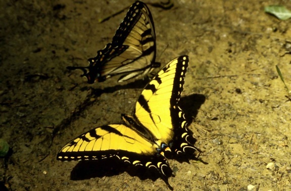 tigre de cola de golondrina mariposa, insecto, papilio, glaucus, Linnaeus