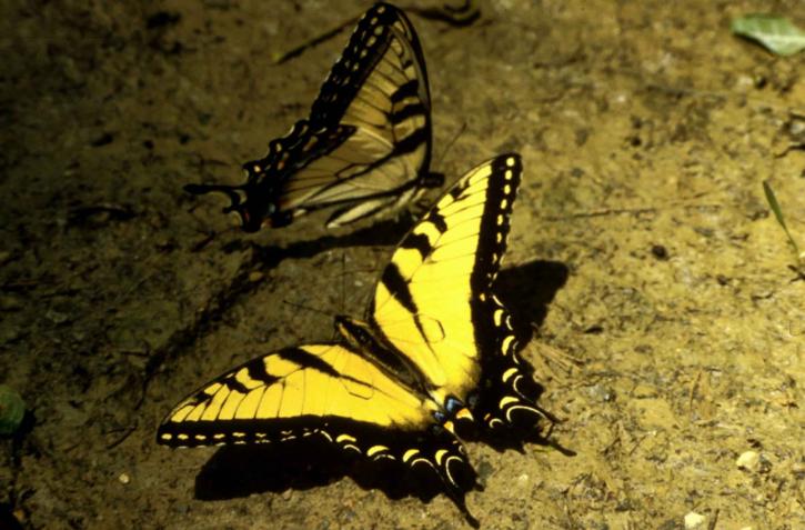 Tiger swallowtail butterfly, serangga, papilio, glaucus, linnaeus