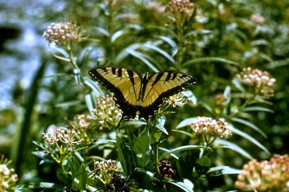 borboleta de swallowtail do tigre, papilio glaucus, linnaeus, insecta, lepidoptera, papilionidae