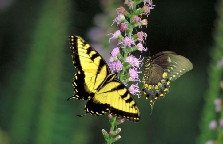 tiger swallowtail, dense, blazingstar, flower