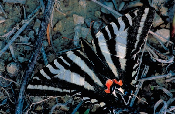cebra, mariposa cola de golondrina, Eurytides, Protesilaus, alas, extensión, abierto