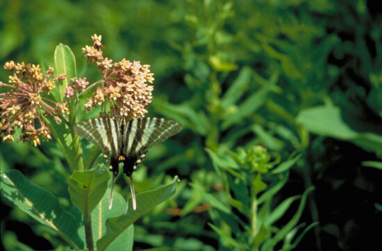 ζέβες swallowtail πεταλούδα, eurytides, Πρωτεσίλαος, φως, μπλε, μαύρο, ρίγες, φτερά, κρέμονται, λουλούδι