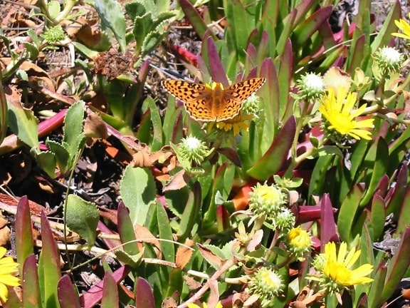 truede, myrtle, silverspot, butterfly, insekt, speyeria zerene myrtleae
