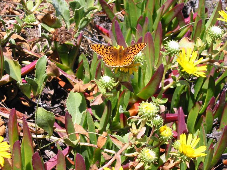 nguy cơ tuyệt chủng, myrtle, silverspot, bướm, côn trùng, speyeria zerene myrtleae
