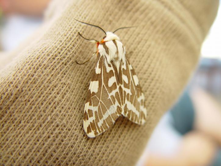 moth, Christophers, sleeve