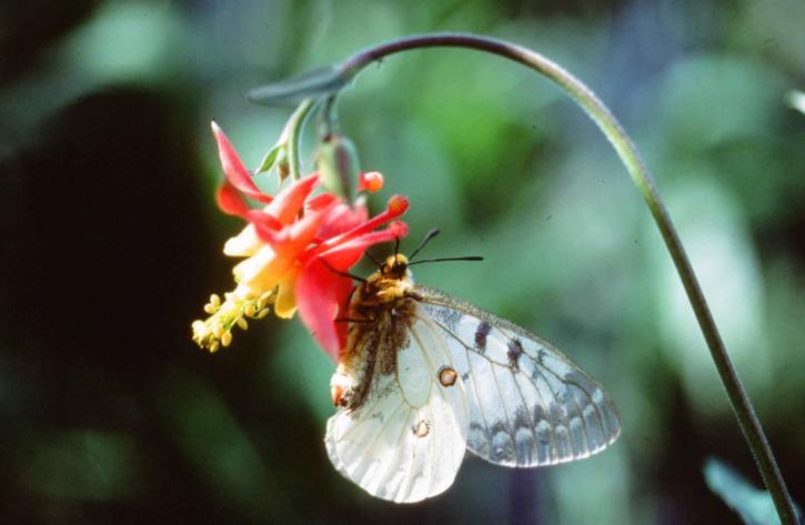 parnassian, mariposa, miembro, cola de golondrina, familia