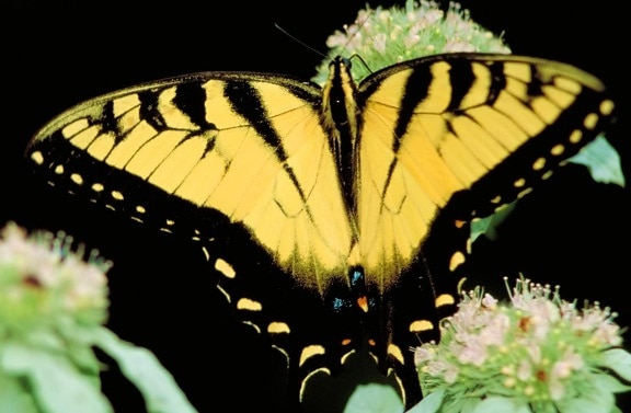 mariposa tigre, insecto