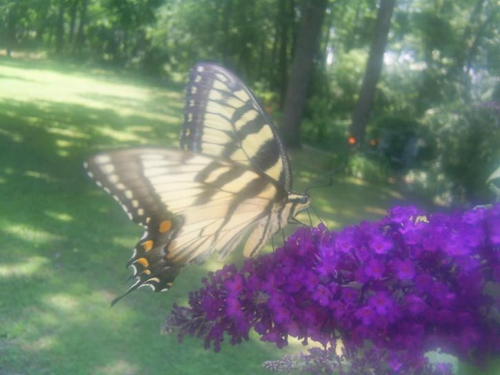 Тигр swallowtail метелик
