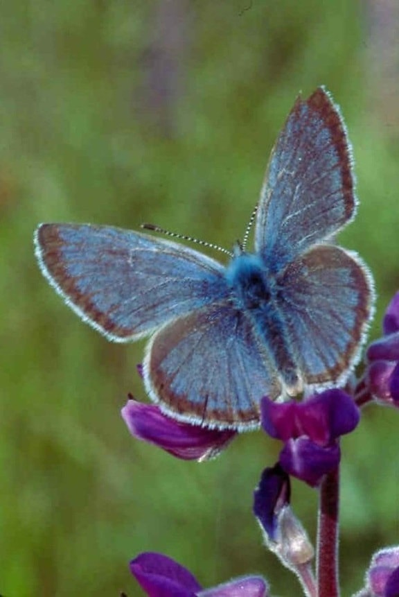 Willamette valley, fendere, blå, butterfly, icaricia icarioides fenderi