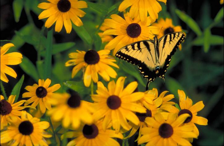 yellow, butterfly, black, tiger stripes, wings, sitting, yellow, blossoms, brown, centers