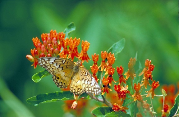 yellow, butterfly, white, brown, black, markings, sitting, orange, blossom, wings, spread