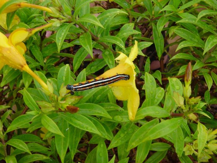 caterpillar, yellow flowers, broome